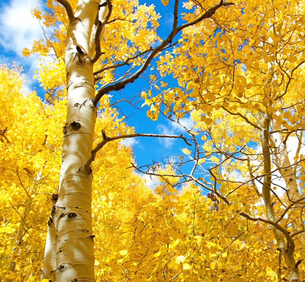 aspen trees